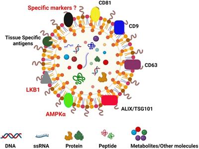 Extracellular vesicles: a potential new player in antibody-mediated rejection in lung allograft recipients